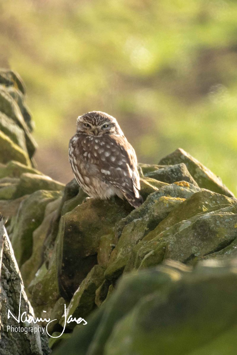 Enjoying a favourite perch! Always love seeing Little Owls 🙂 <a href="/Natures_Voice/">RSPB</a> <a href="/Britnatureguide/">The British Nature Guide</a> <a href="/DerbysWildlife/">Derbyshire Wildlife Trust</a> <a href="/BBCSpringwatch/">BBC Springwatch</a> #birdphotography