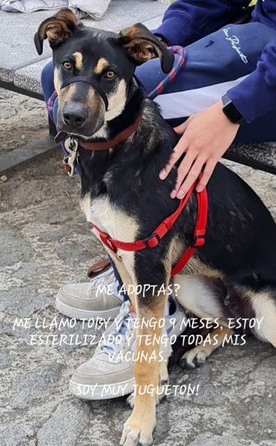 En adopción: Toby - adoptame.com.mx/adopcion/masco…
