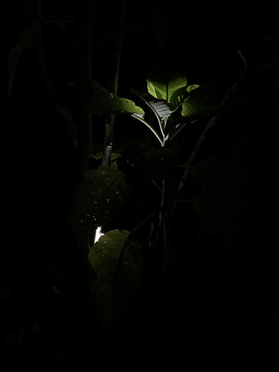 Eclairage extérieur, végétation
#domolighting #eclairageexterieur #outdoorlighting #lumiere #eclairage #lighting #vegetationLighting