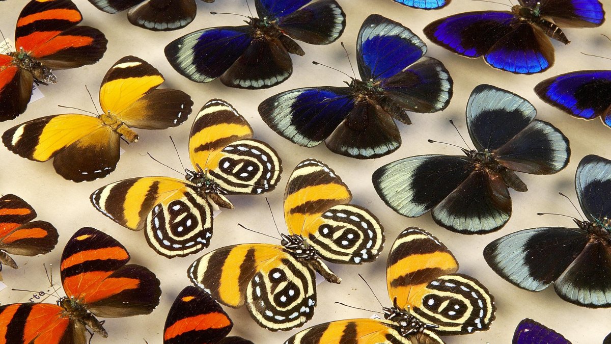 Queer interactions have been observed in many animal groups and have intrigued evolutionary biologists for years.  

In one paper on same-sex sexual interactions in butterflies and moths, these queer behaviours are observed in 25 male species! 🦋 bit.ly/3JrxBAg