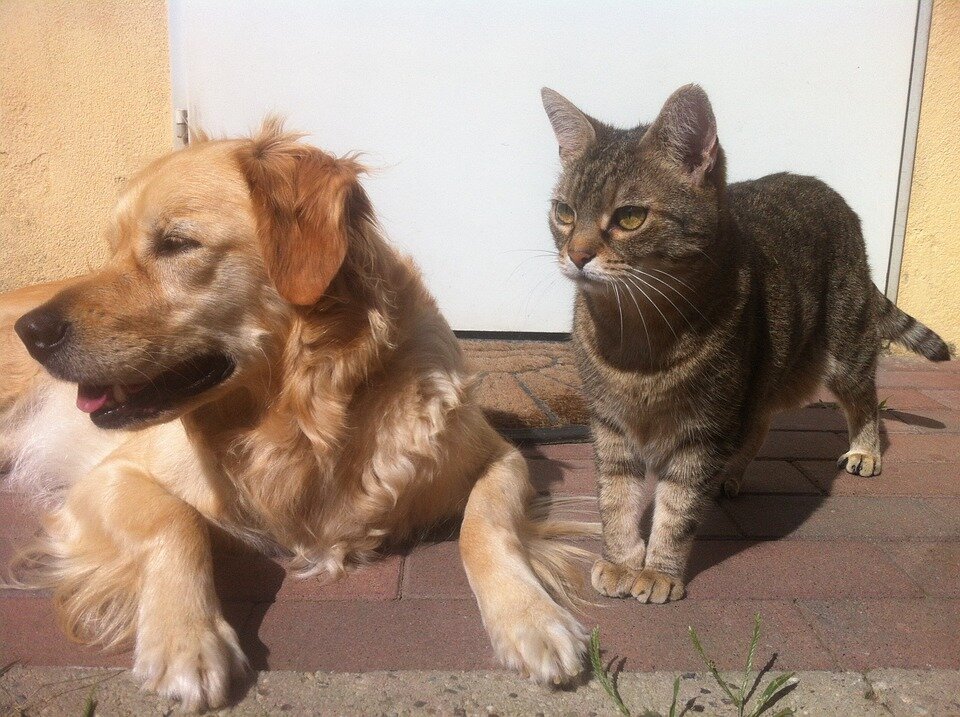 DierenLot's tweet photo. In de afgelopen aflevering van het #televisieprogramma Samen voor Dieren ging Piet Hellemans langs bij Wetland Cats. Meer weten het aanschaffen van een kat? Lees het hier: https://t.co/lrHnGNxyje https://t.co/U0nqnKbUQ0