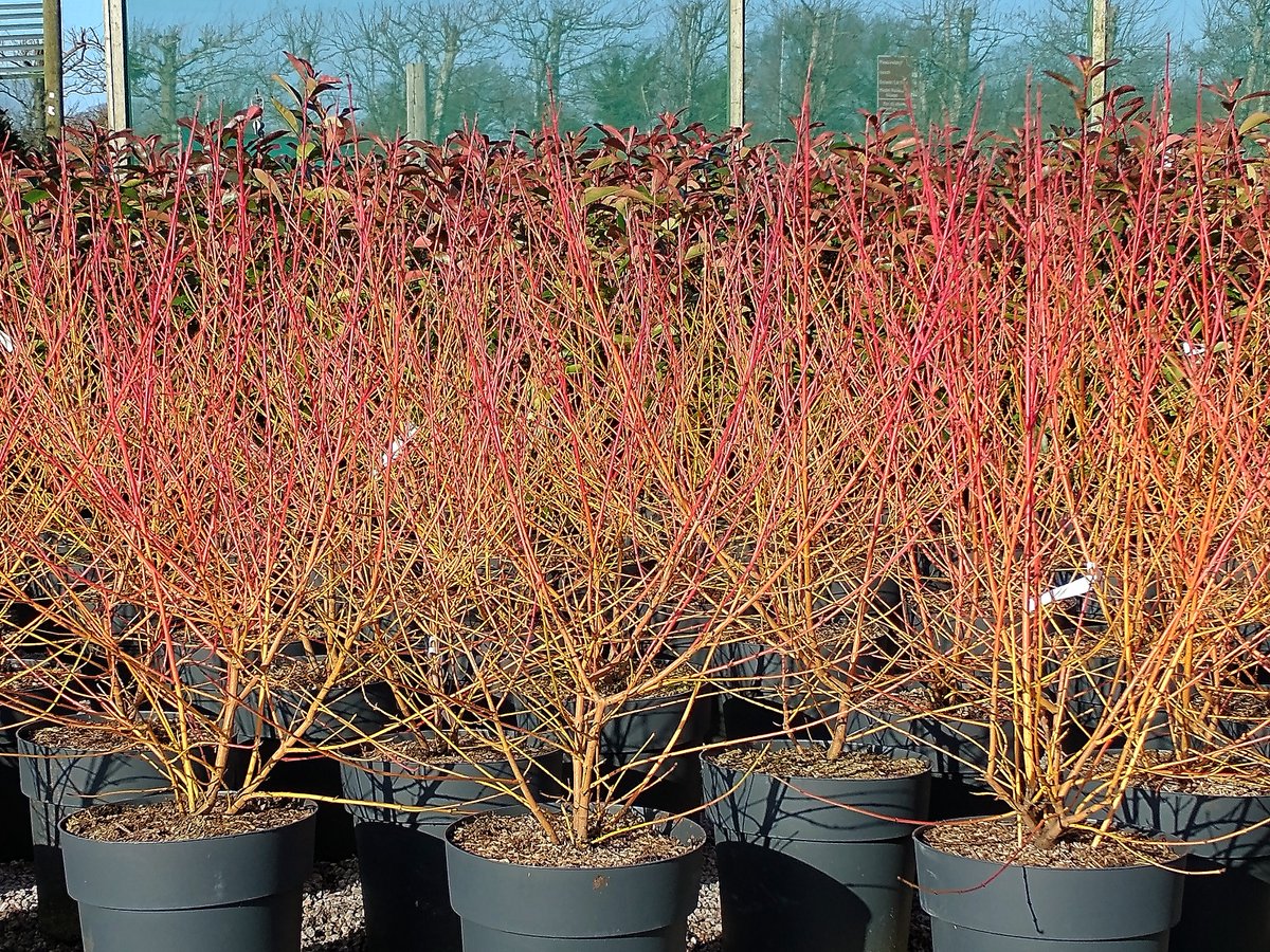 jajonesUK's tweet photo. With blue skies and sunshine, the Cornus 'Midwinter Fire' really lives up to its name.
.
#cornus #cornussanguinea #midwinterfire #dogwood #wintercolour #wintergarden #wintershrubs #stems #gardendesign #landscapedesign #bluesky #sunshine #southport https://t.co/yJx72zbRRe