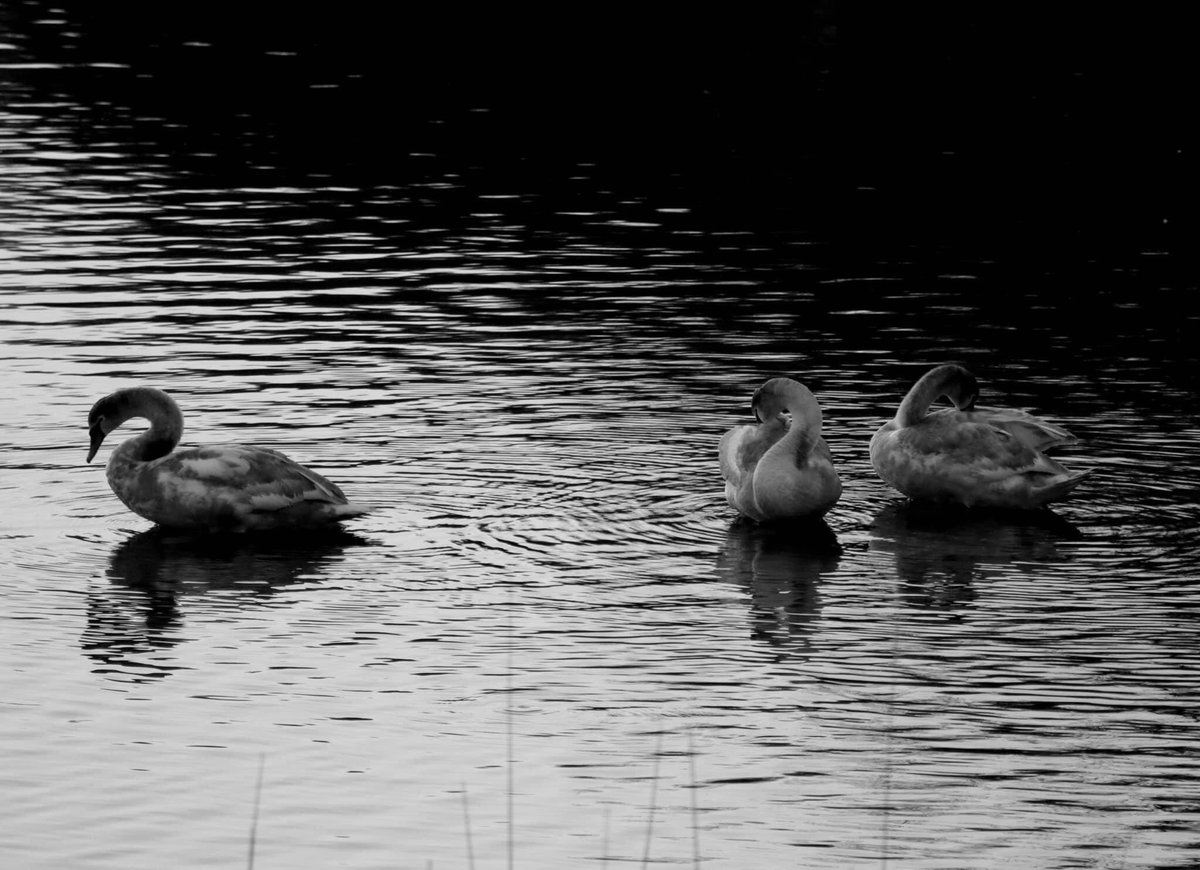 Dylan Williams tweet media