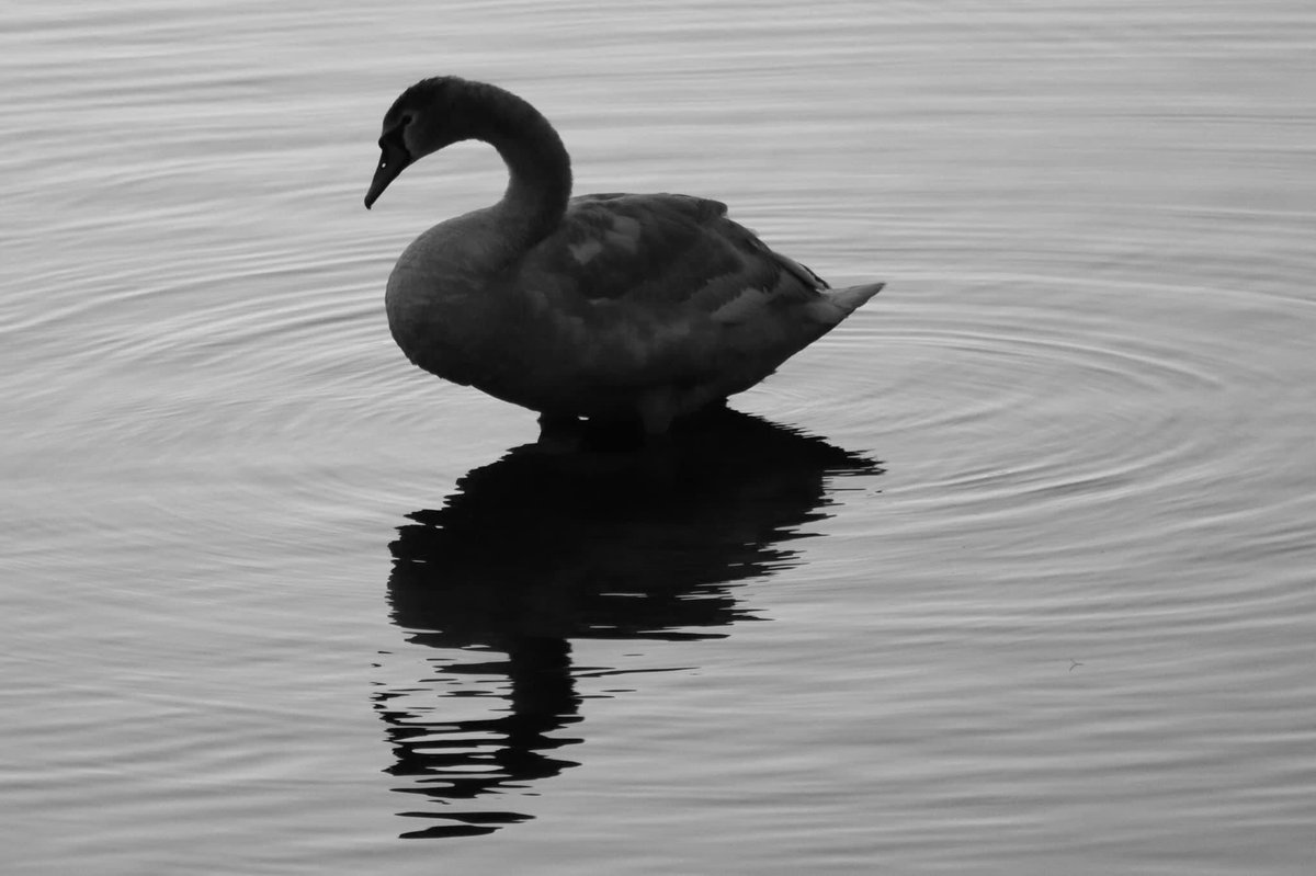 Dylan Williams tweet media