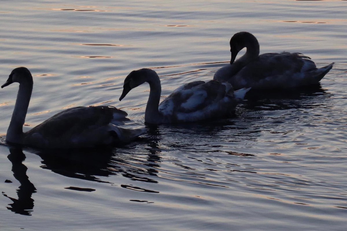 Dylan Williams tweet media