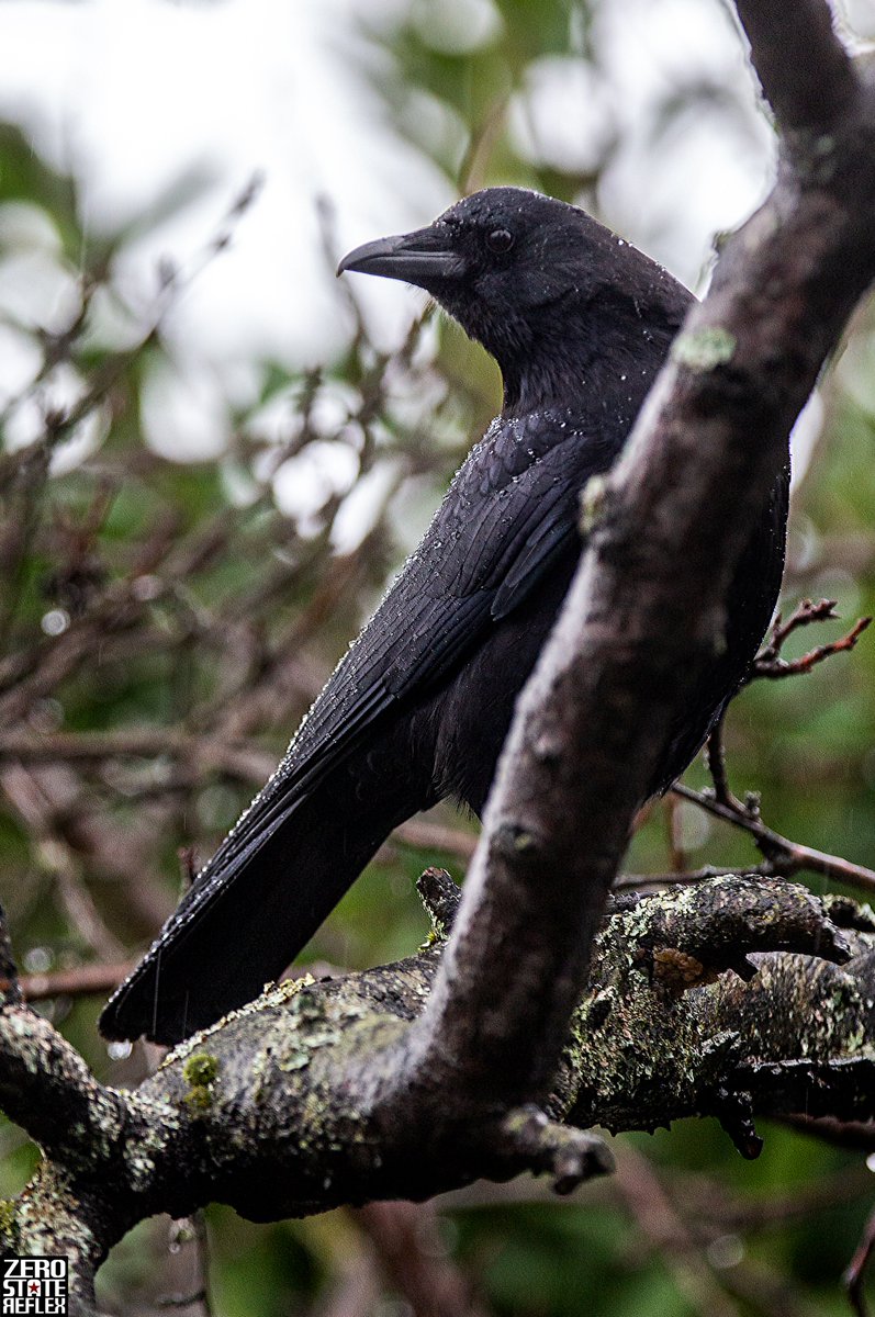 Zero State Reflex tweet media