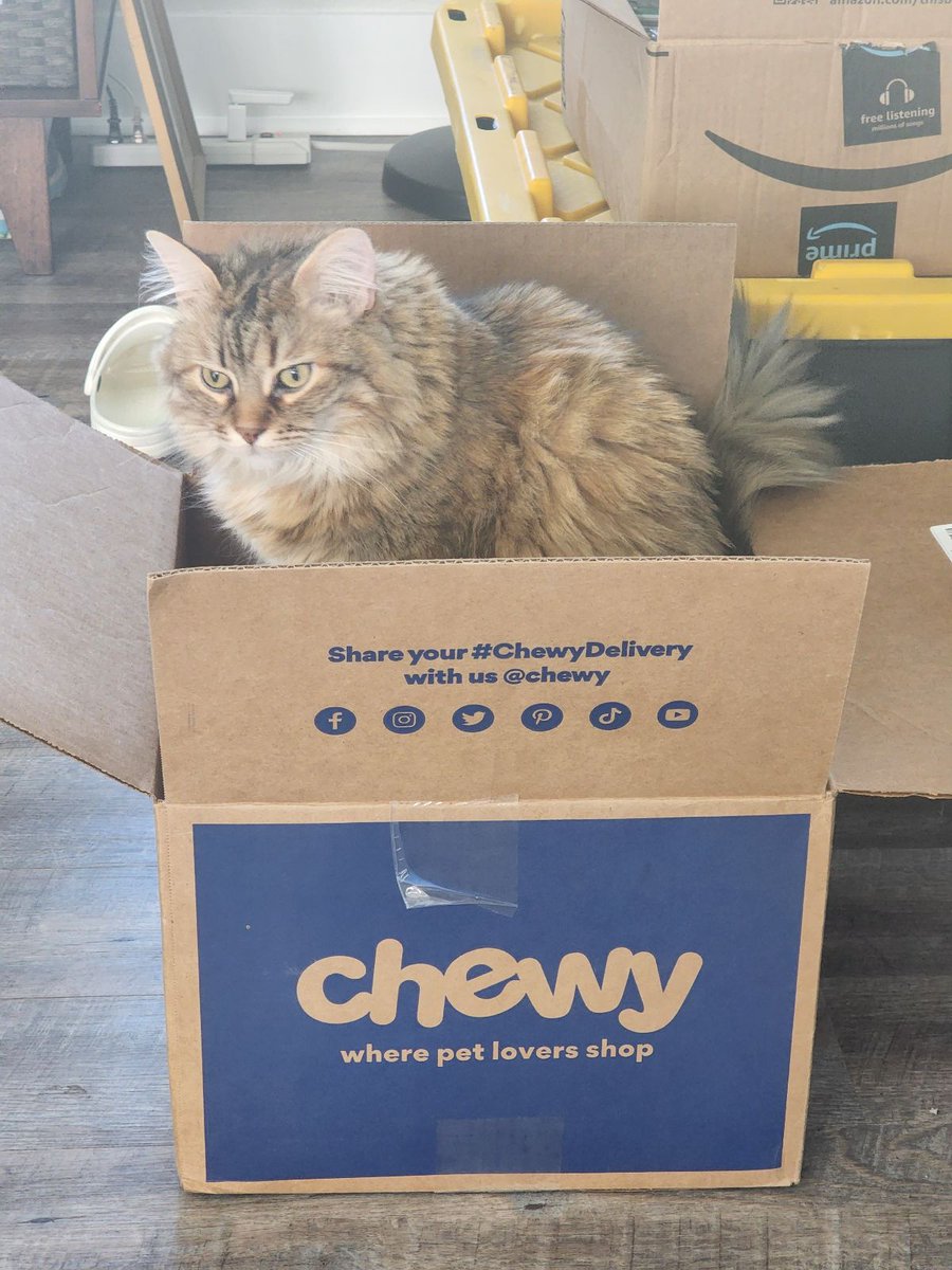 whiskeynerd18's tweet image. Karliah was so excited to receive her @Chewy delivery with her @bluebuffalo food that she didn&apos;t even let us empty the box before jumping in and claiming it as hers. #karliahthesiberian #catfood #chewydelivery #bluebuffalo