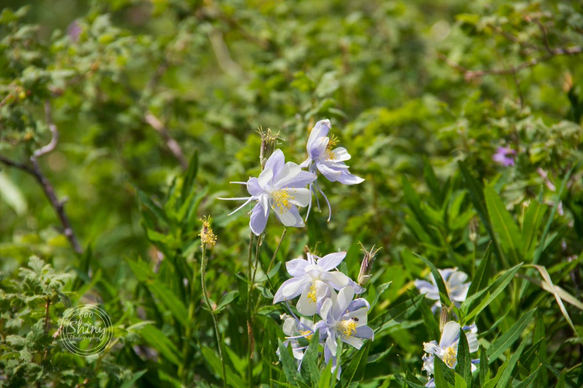 2/2

#natural #flower #wildflower #MedicineBowNationalForest #oooShiny #oooShinyPhotography #oooShinyPhotos #flowerphotography #wildflowerphotography #Wyomingphotography #naturephotography #naturalphotography #photooftheday #photographyoftheday