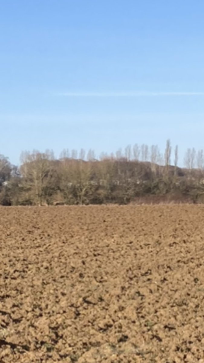 essexpeasant's tweet image. There’s ten fat bags of pea seed in the shed saying ‘put me in your comfy bed while you’ve got the chance big boy, you know you want to’. #oedipus&amp;amp;thesirens
#falsespring