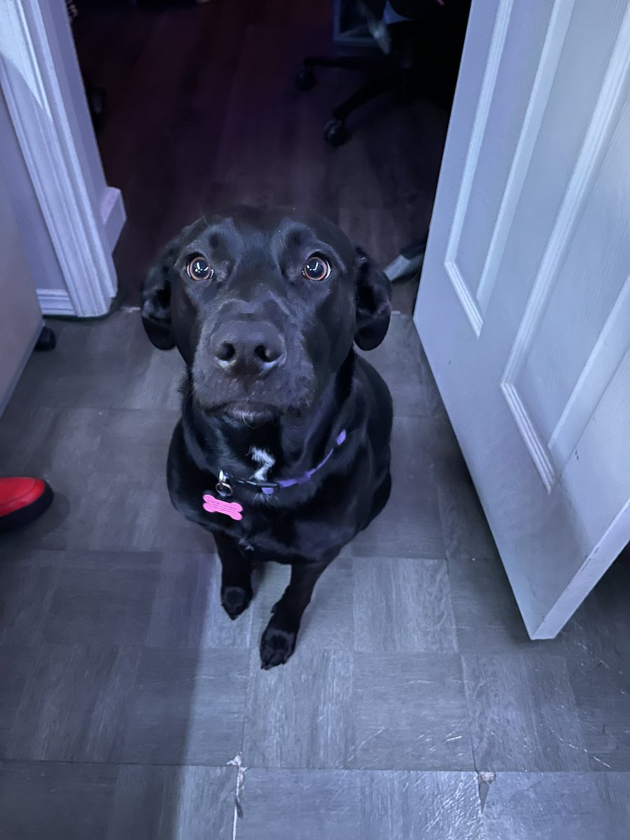 Kolddeth's tweet photo. Sometimes Ikora is photogenic
I love her big brown eyes 😍🥰
#dogsofdestiny #Destiny2 #Destiny2pets https://t.co/w9jdKgKe6e