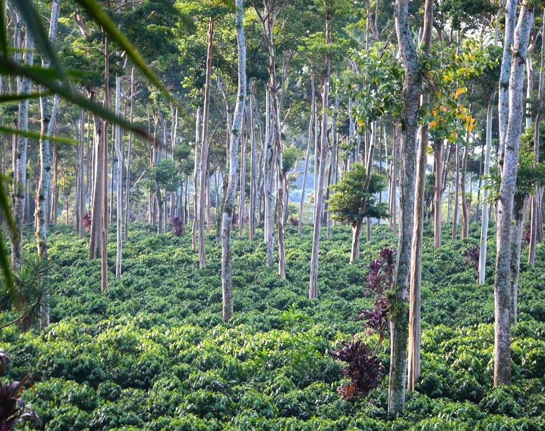 The most beautiful farms are coffee farms.