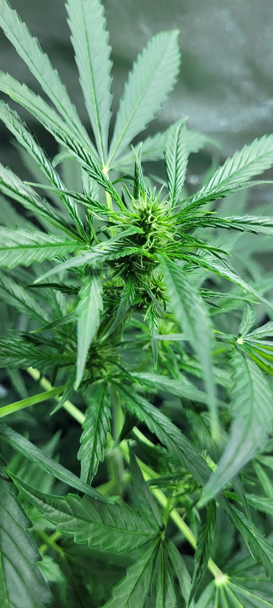 Dulcerelimon's tweet photo. Hola @draweedoficial !!!  Nuevamente necesito de tus consejos ana, mi planta esta en flora. Y hoy le encontre trips!!! TRIPSSS!!! que hago?? Tiene solo 3 hojas afectadas  por lo q parece q recien esta empezando la plaga. QUE HAGOO?!?!? (Fotos de la plantita y de la hoja afectada) https://t.co/8TKOsS6qFP