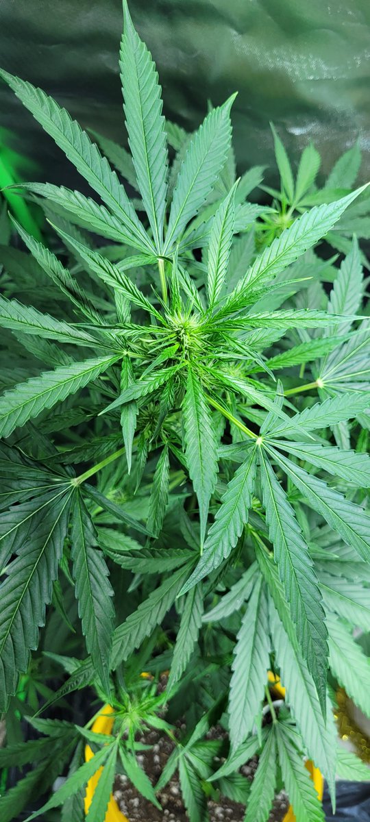 Dulcerelimon's tweet photo. Hola @draweedoficial !!!  Nuevamente necesito de tus consejos ana, mi planta esta en flora. Y hoy le encontre trips!!! TRIPSSS!!! que hago?? Tiene solo 3 hojas afectadas  por lo q parece q recien esta empezando la plaga. QUE HAGOO?!?!? (Fotos de la plantita y de la hoja afectada) https://t.co/8TKOsS6qFP