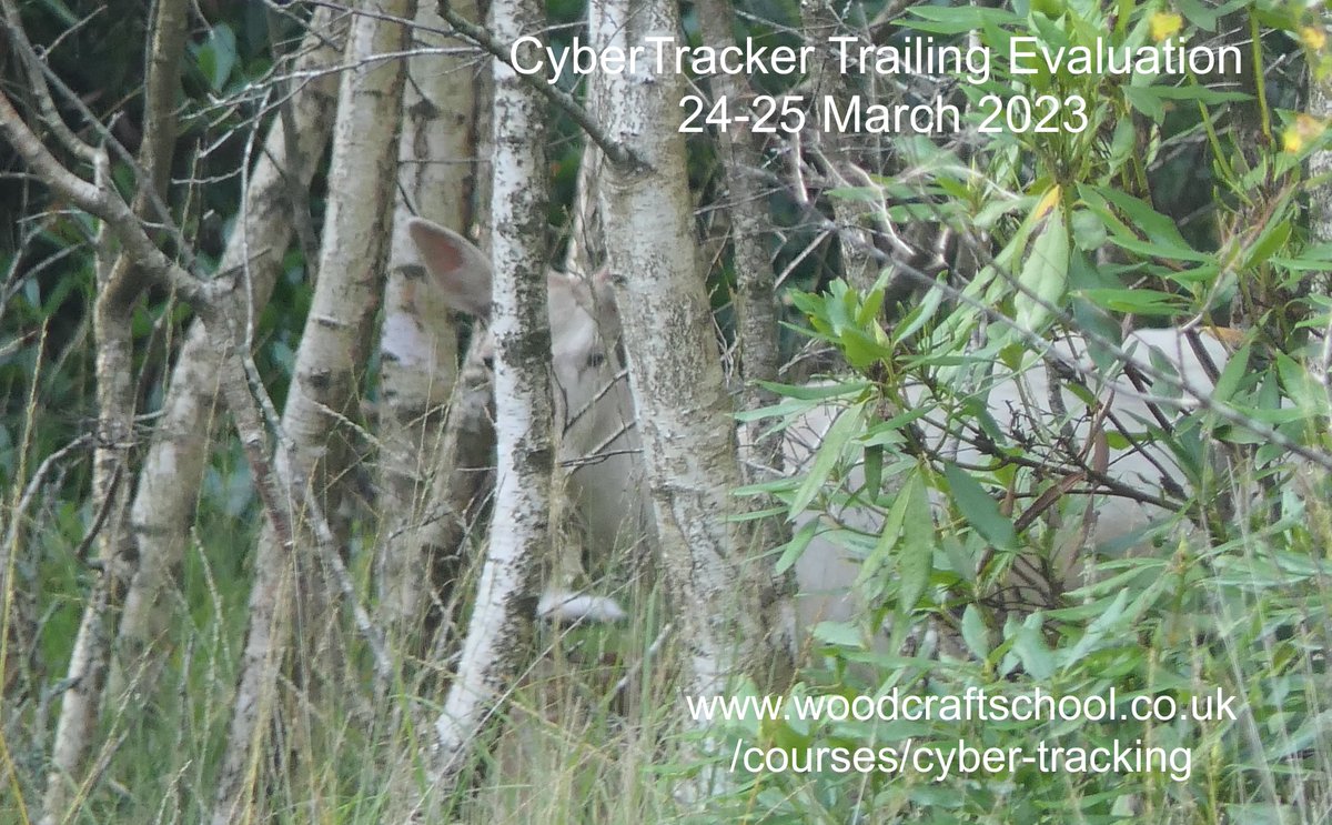 Last trailing evaluation until September. woodcraftschool.co.uk/courses/cyber-… #wildlifetracking #cybertracker #trackandsign #woodcraftschool