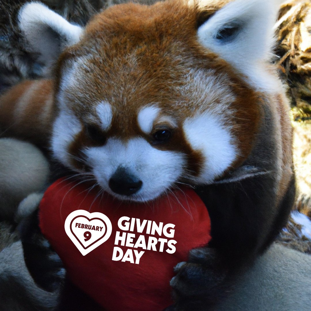 Red River Zoo (@redriverzoo) on Twitter photo Today is the day! We hope you'll consider supporting the Red River Zoo this <a href="/GivingHeartsDay/">Giving Hearts Day</a>! You can donate by visiting this link: app.givingheartsday.org/#/charity/239 Today is the day! We hope you'll consider supporting the Red River Zoo this <a href="/GivingHeartsDay/">Giving Hearts Day</a>! You can donate by visiting this link: app.givingheartsday.org/#/charity/239