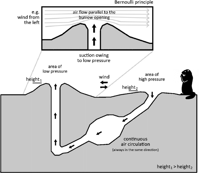 Rainmaker1973's tweet photo. In order to ensure sufficient oxygen within their burrow, prairie dogs use the Bernoulli’s principle. One of the entrances is built with a raised mound of dirt, while the other is not. This determines different wind velocities and different pressures: https://t.co/QvMKX3tkWi https://t.co/rP1yquQPHl