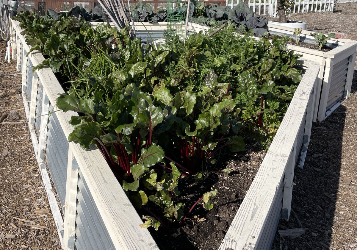 Agroecology Map on Twitter "RT CookingMagicKid Joe interplanted his