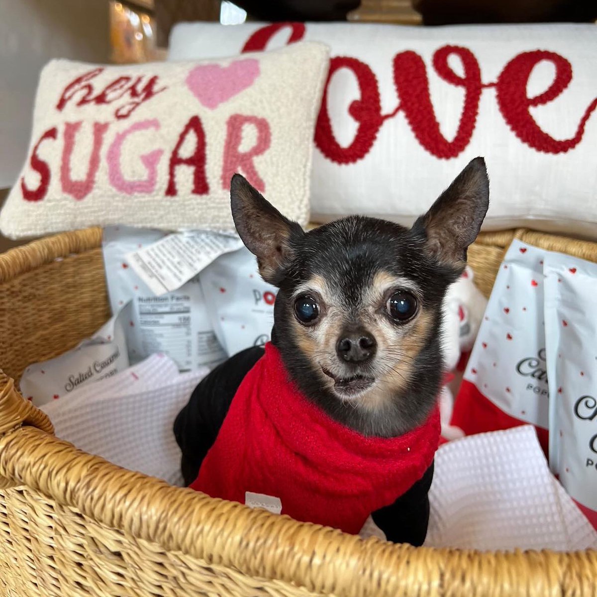 visitfranklin's tweet image. Did you know Franklin was the pilot city for @MarsPetcareUS's "Better Cities for Pets" program? 🐶 You can find dozens of businesses and hotels that welcome your furry, four-legged friends, so be sure to bring them the next time you visit! #VisitFranklin #MadeinTN #dogfriendly