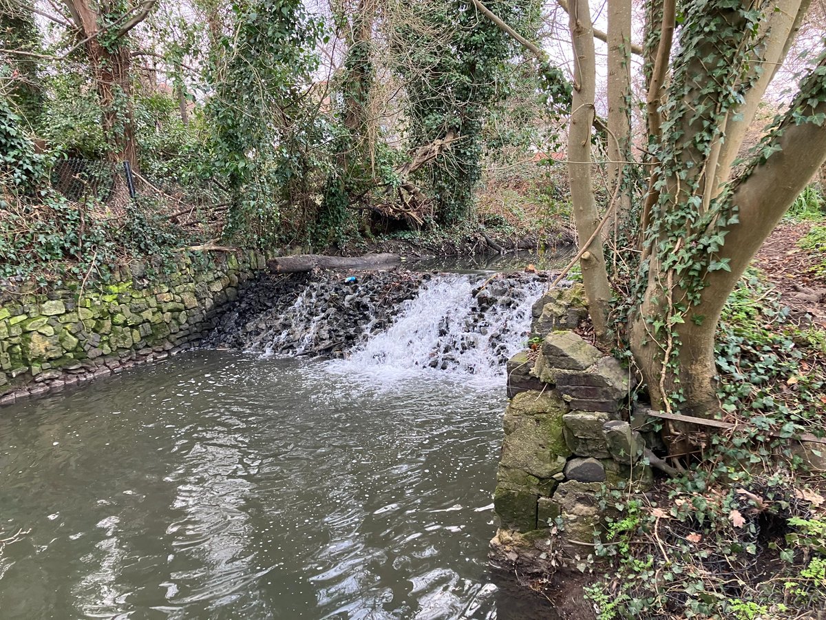 Tackled the top half of the Pymmes Brook last week with @Wild_Charly and @Thames21! Lots of concrete as usual, but some fantastic opportunities for #riverrestoration. Visited Arnos Park too, @EnvAgencySE colleagues are going to be doing some great work here! #lovethelea