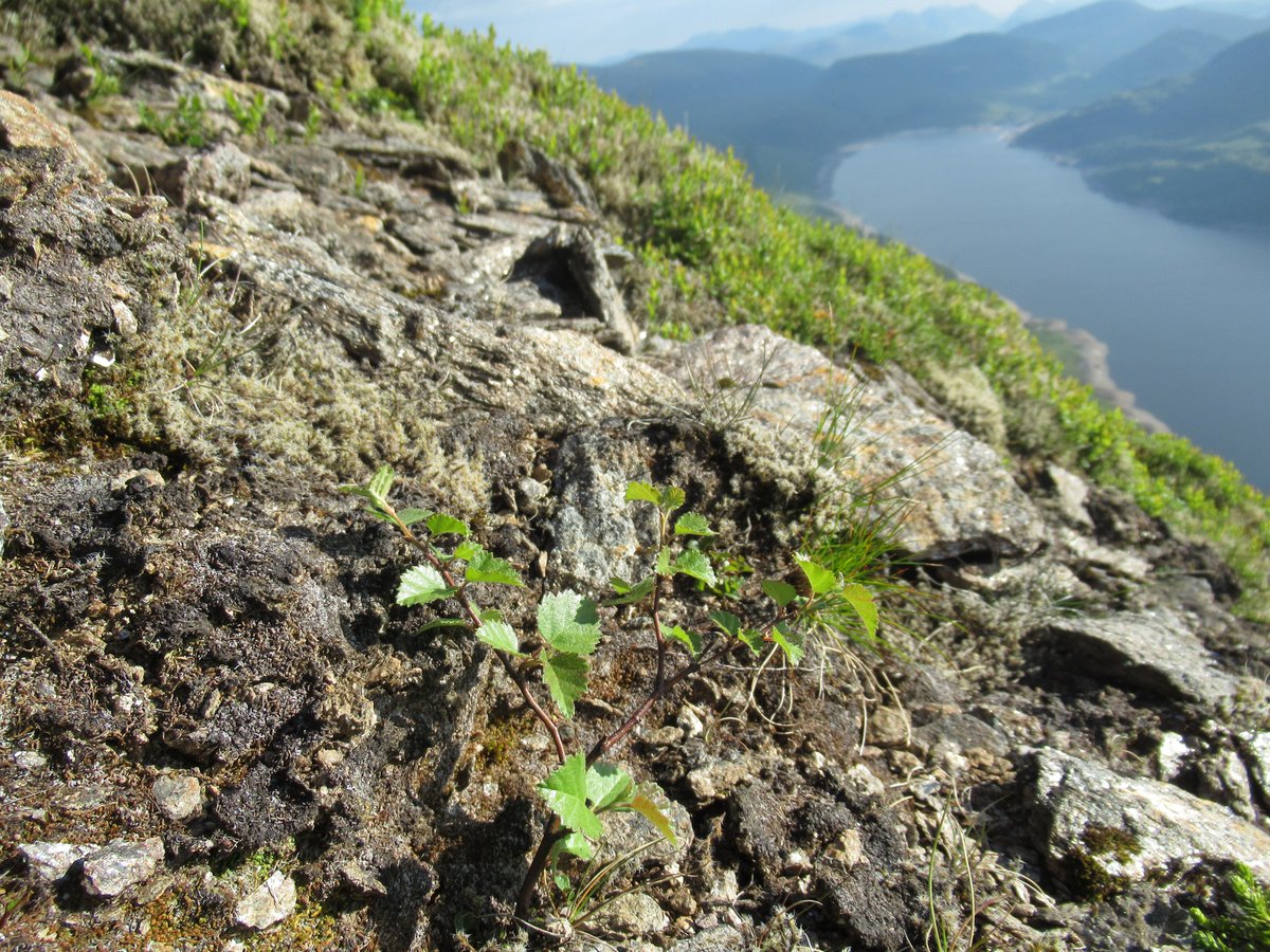 I'm bursting with excitement about an undergraduate student who has come to me with their own innovative research proposal. Enthusiasm for montane woodland restoration in young people & early career researchers is so valuable for developing our field & its long-term future. 💪🤩