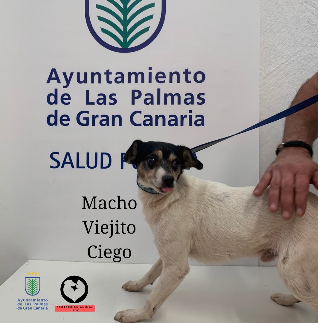 LPGCSaludPublic's tweet photo. ⚠️Alguna persona sin escrúpulos #abandonó estos 2 #perros #hembra y #macho. De raza pequeña, viejitos y que necesitan cuidados. 
Con correa y alimentados 
Para investigar este delito necesitamos vuestra colaboración difundiendo y aportando info
092👮🏻 saludpublica@laspalmasgc.es https://t.co/3rOY0vIdEw