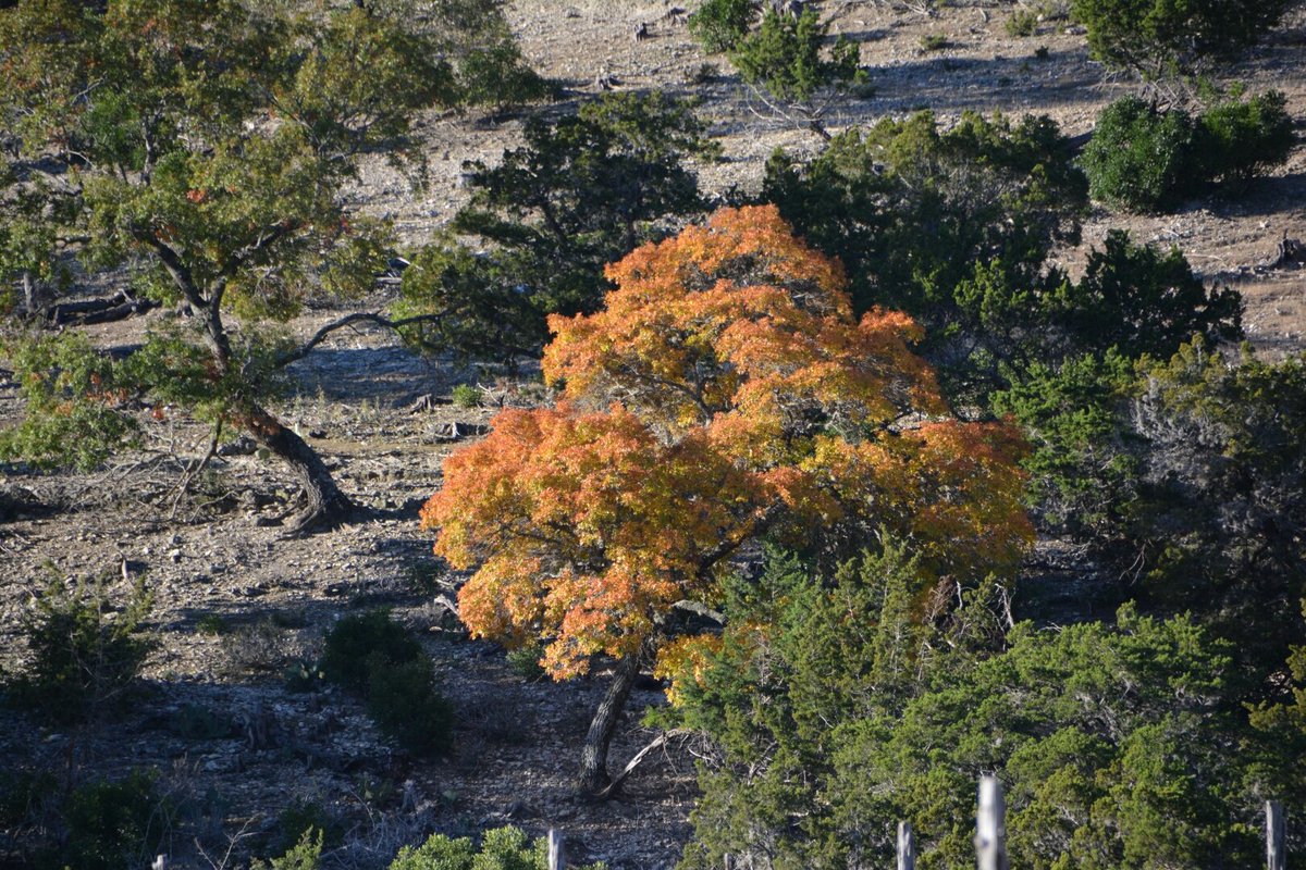circleh_jen's tweet photo. We love the colors of Fall.  Ready to welcome Spring! What is your favorite season in the Hill Country? 
Book your get away to Circle H Ranch! https://t.co/5SoEY2ODu4 https://t.co/KoB9dpoBei
