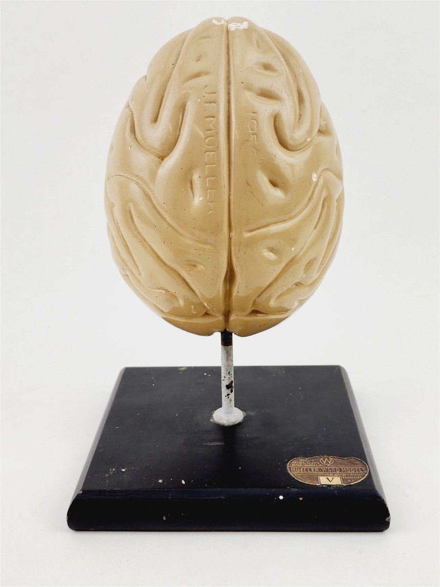 Something weird is going on w/ the olfactory bulbs and gyri on this early 1950s Mueller-Ward polychromed painted plaster brain model.

#neurotwitter #neuropsychtwitter 
#brain #horribly #inaccurate #teachingaids