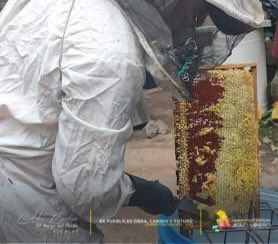 #CPE El alcalde <a href="/baldor_bermeo/">Baldor Bermeo</a> en coordinación con la Dirección de Gestión Agrominera, visitaron las comunidades Shumiral y Abdón Calderón, donde realizaron actividades como:

☑️ Seguimiento a colmenas de apiarios 
☑️ Colocación de alza 

<a href="/AgriculturaEc/">Agricultura, Ganadería y Pesca Ecuador 🇪🇨</a>