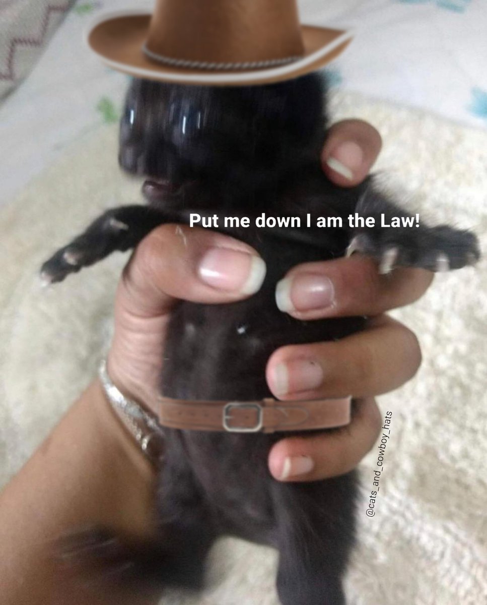 Cats And Cowboy Hats (@cowboycats) on Twitter photo 