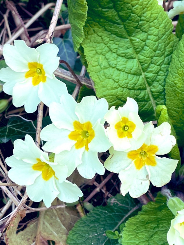 Rachael67947693's tweet photo. Early!!! Look what I just found growing wild! #flowers #WildFlower #garden #GardeningTwitter https://t.co/qX7uZabosC