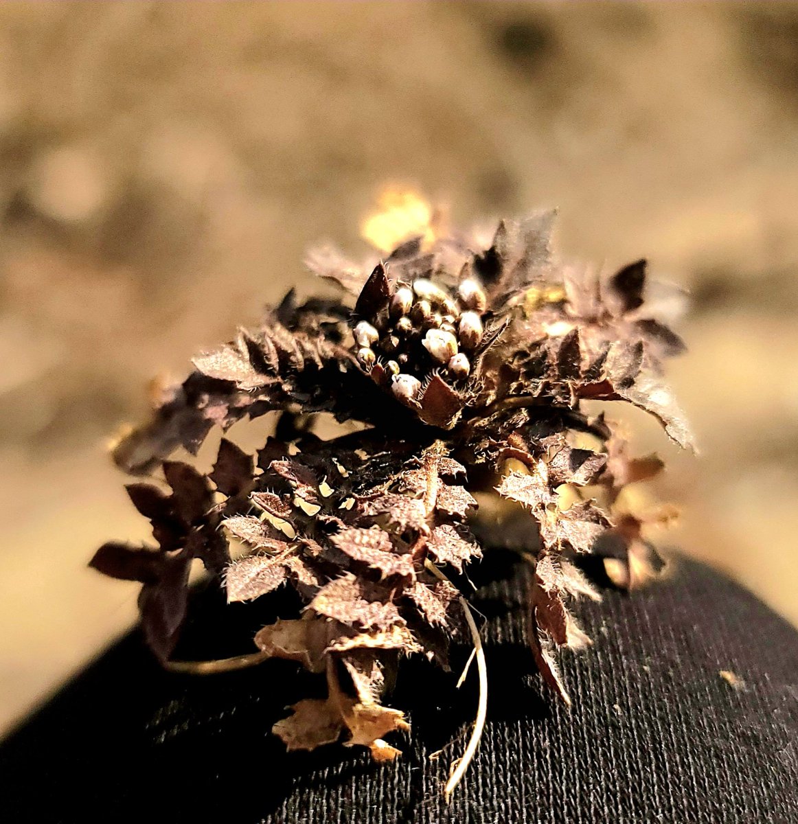 참보수(mtmiso) tweet media