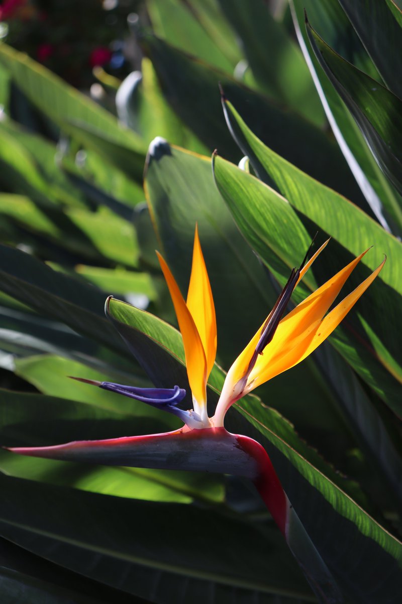 TimmermansPeter's tweet photo. Perfect bird of paradise flower https://t.co/Xzu1dJlHBL