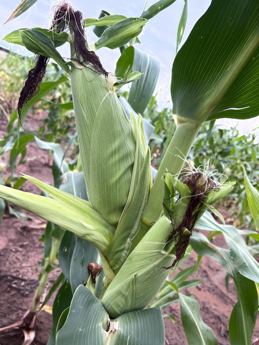 mthimkulumc1's tweet photo. TeamFarmSol 🥰 https://t.co/a9RvfJxNLM