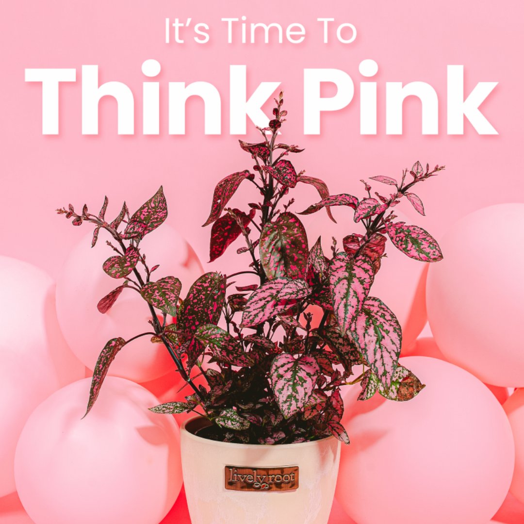 livelyroot's tweet photo. ๐ Think pink this VDAY ๐ With some of our favorite pink plant friends. With Lively blooms, you choose a gift that keeps growing and flourishing with your love!
Send your plant Valentine today with rush shipping to get it by Valentineโs Day! ๐ #livelyroot https://t.co/uyMrD0Y2Eg