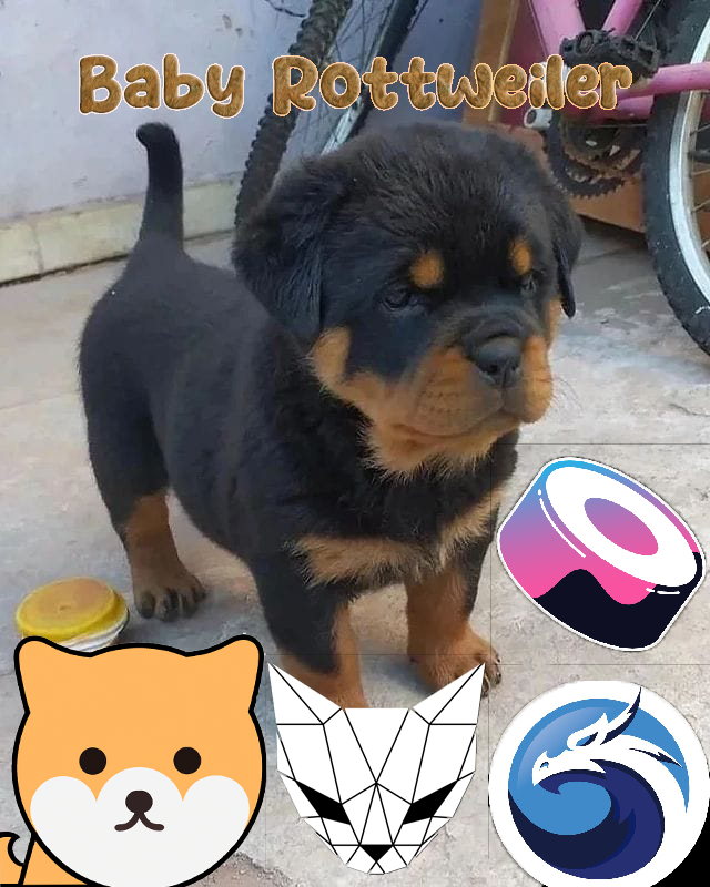 babyrottweiler_'s tweet photo. Polygon Matic Token BabyRottweiler has already been making waves in the decentralized finance (DeFi) community and has been spotted on various popular platforms such as #QuickSwap, #PolycatFinance, and #SushiSwap . https://t.co/3IgELV62c3