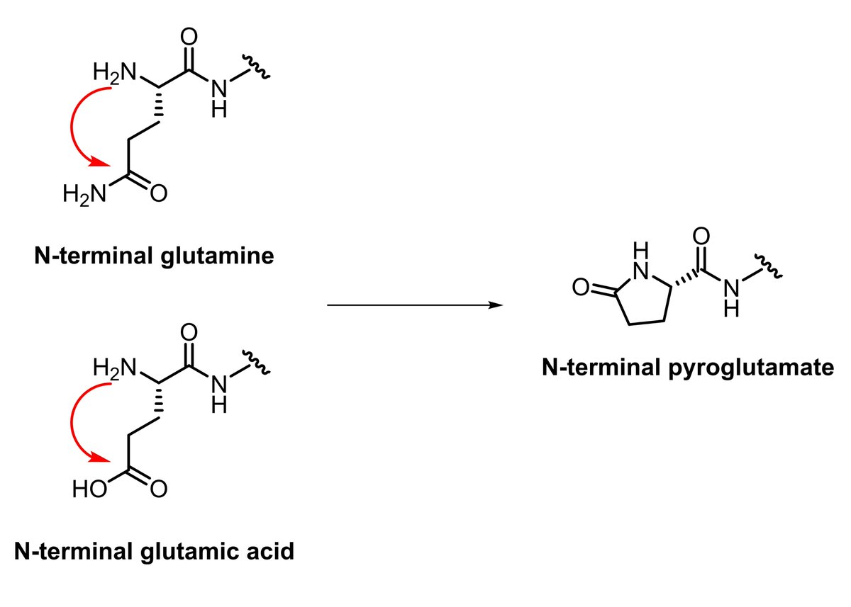 sppsfacts's tweet image. N-terminal glutamine and N-terminal glutamic acid (Gln and Glu, respectively) can, unfortunately, form pyroglutamate. All credit for this tweet goes to a valued colleague who shall remain anonymous.
doi.org/10.1021/ac0518…
doi.org/10.1002/bit.21…