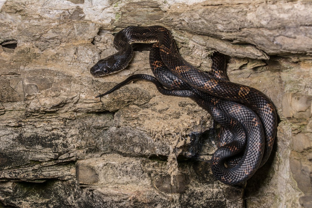 MrAndrewDuBois's tweet photo. Alright #SnakeTwitter, I've got another request. Does anyone have a copy of Weatherhead, P. J. 1989. Temporal and thermal aspects of hiberna-tion of Black Rat Snakes (Elaphe obsoleta) in Ontario. Canadian Journal of Zoology 67:2332โ 2335? https://t.co/uNLS1KVzlu