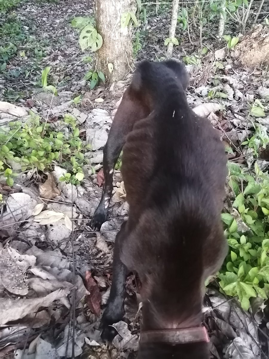 _elpatomiranda's tweet photo. Saludos gente linda de TW. Ayer vi a esta perrita, está en el puro pero puro hueso 💔, le di comida y agua y me la traje para mi casa.
Ella tiene que ir a que la vea una veterinaria, si les nace y gustarían ayudar pueden a mi SINPE: 87199714 o compartiendo, de antemano gracias🙏🏼 https://t.co/wqznq65lYn