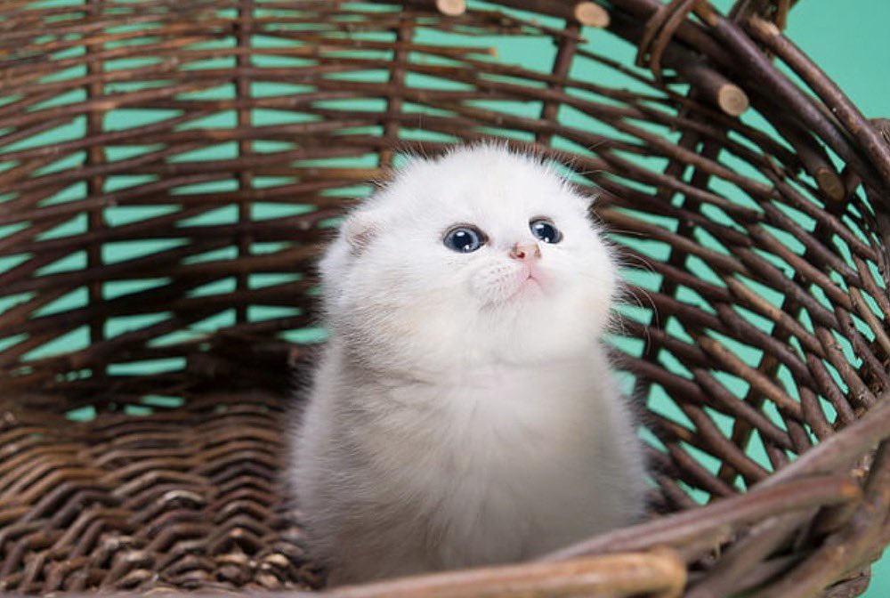 humbeetle's tweet image. wher am i being cary , in dis basket ?