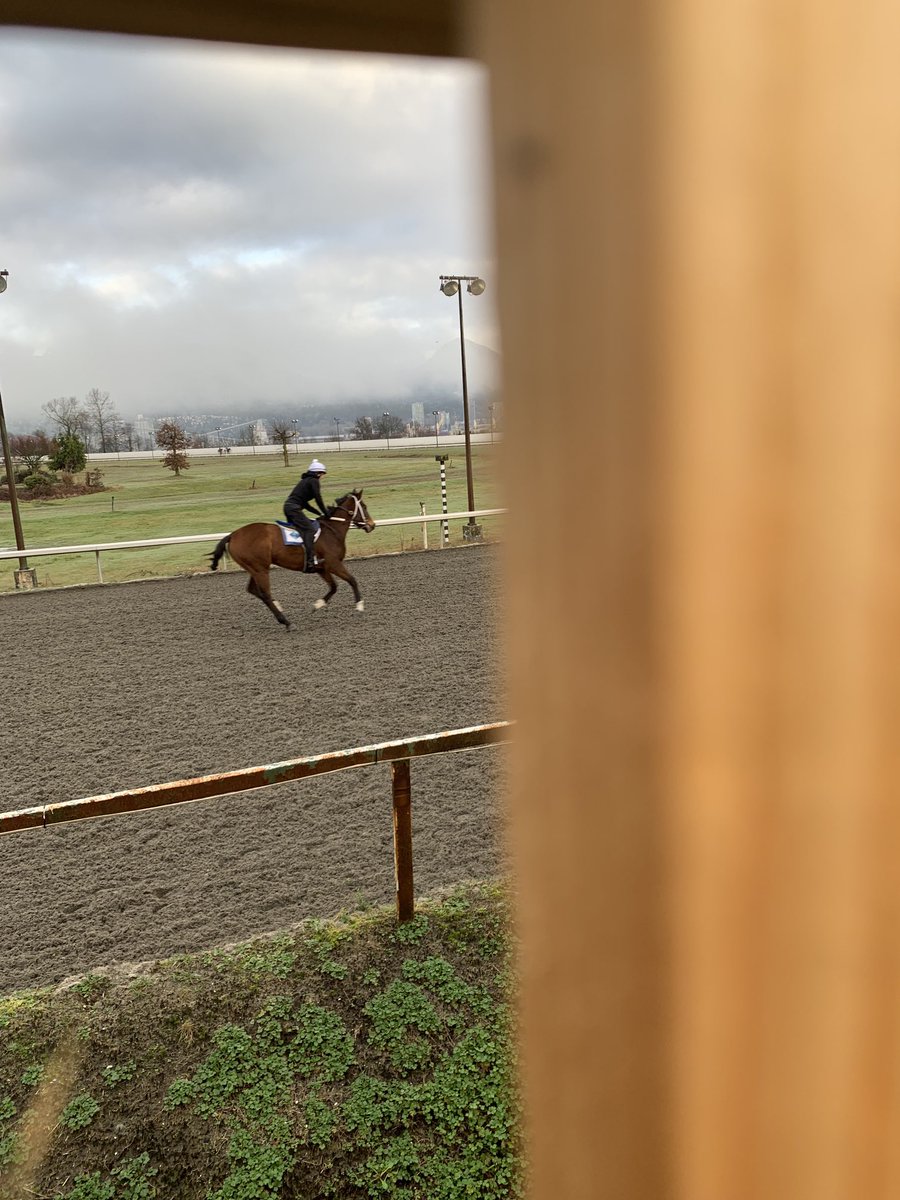 A glimpse through the fence ⁦as pre-season training continues ⁦<a href="/hastingsraces/">Hastings Racecourse</a>⁩
