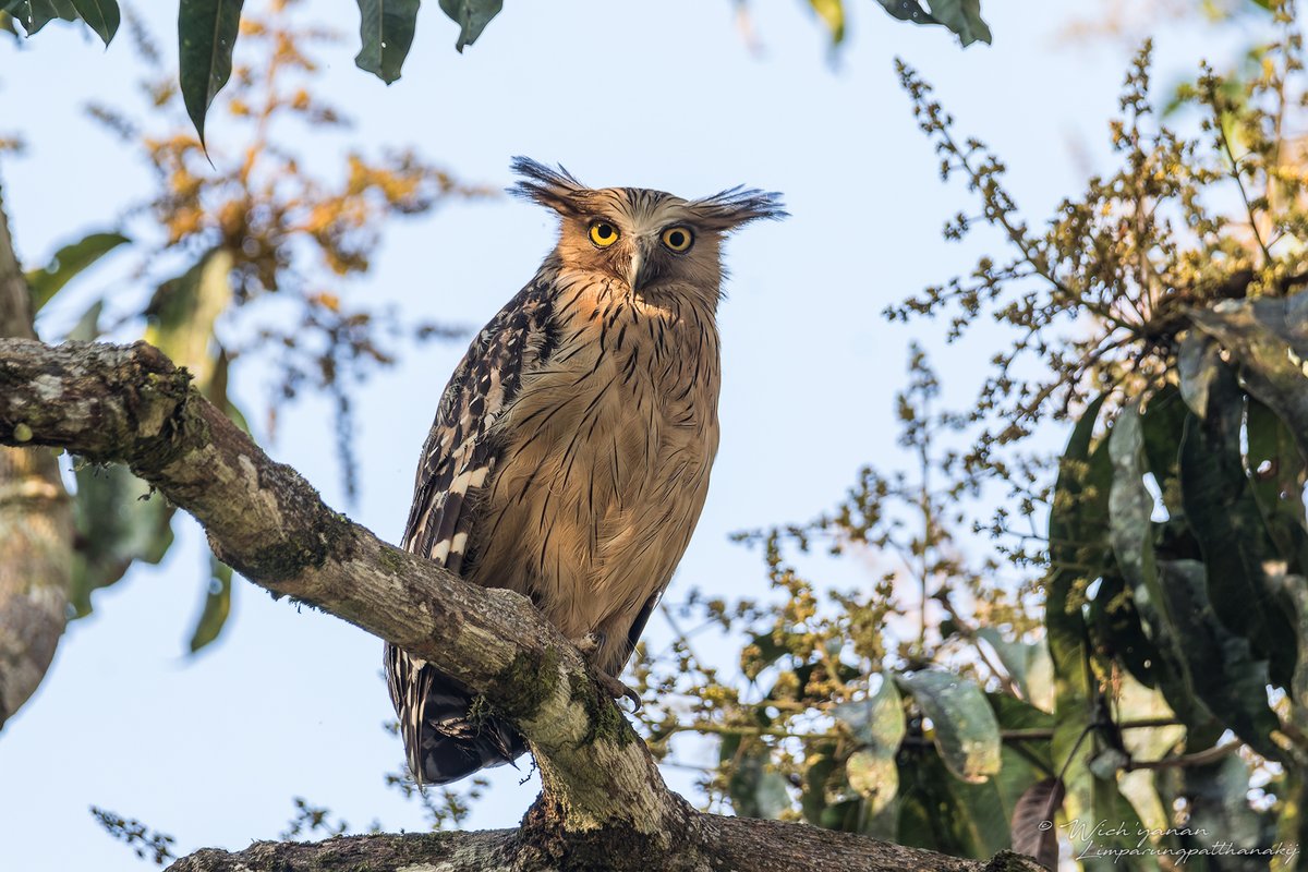Khao Yai NP #owls this morning🦉

#birdsofprey #birding #birdwatching #bird #tourism #birdphotography #wildlifephotography #NaturePhotography #nightlife #wild #night #birds #hunting #daytime #jungle #predator #prey #TwitterNaturePhotography #BirdsOfTwitter #TwitterNatureCommunity