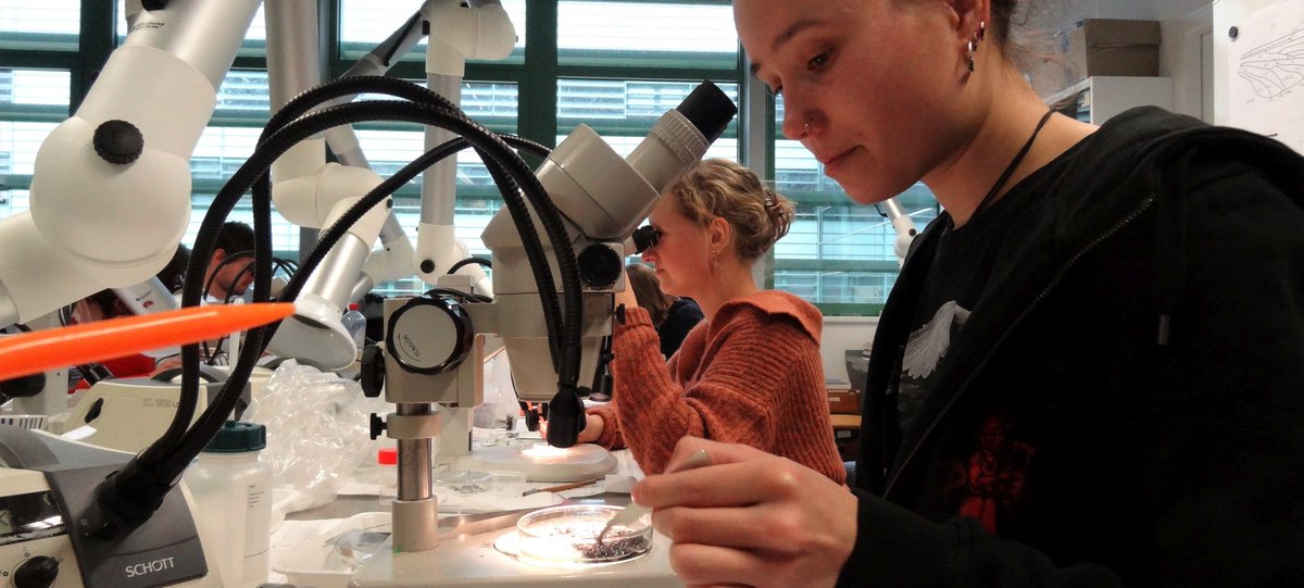 #insecten tellen. Landschapselementen geven structuur aan het agrarisch #landschap. Robin Lexmond @RadboudHL onderzoekt wat de invloed is op de hoeveelheid en de variatie aan insecten.

Lees hier meer: vianatura.nl/biodiversiteit…