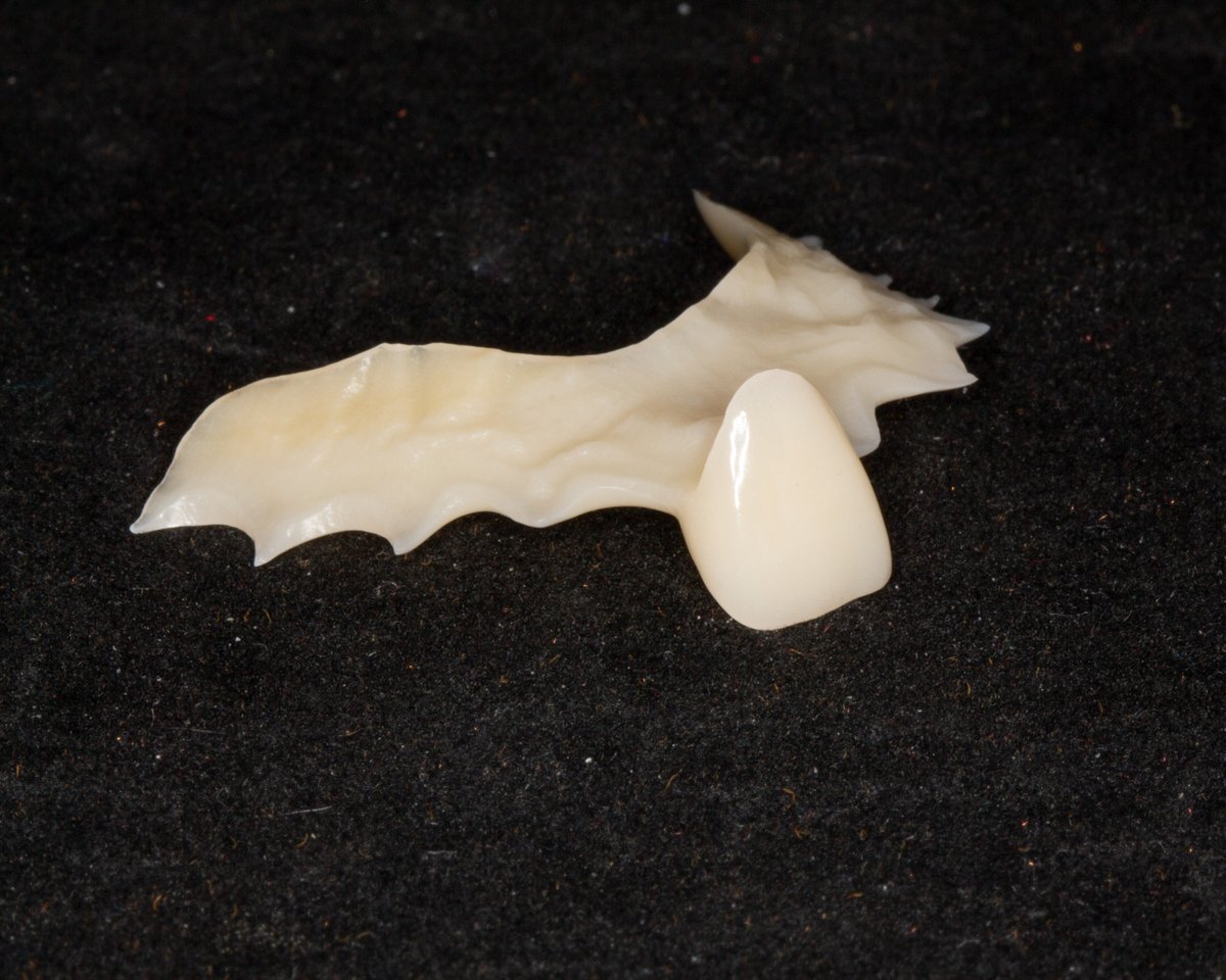 Hallmark Dental Lab tweet media