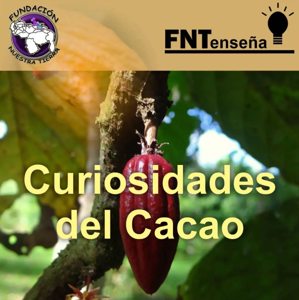 Sabemos que el cacao es uno de los alimentos más importantes del mundo, debido a sus nutrientes y propiedades. Es por ello, que te dejamos una lista con algunas curiosidades de este manjar de los Dioses.🤎🍫🤍✨