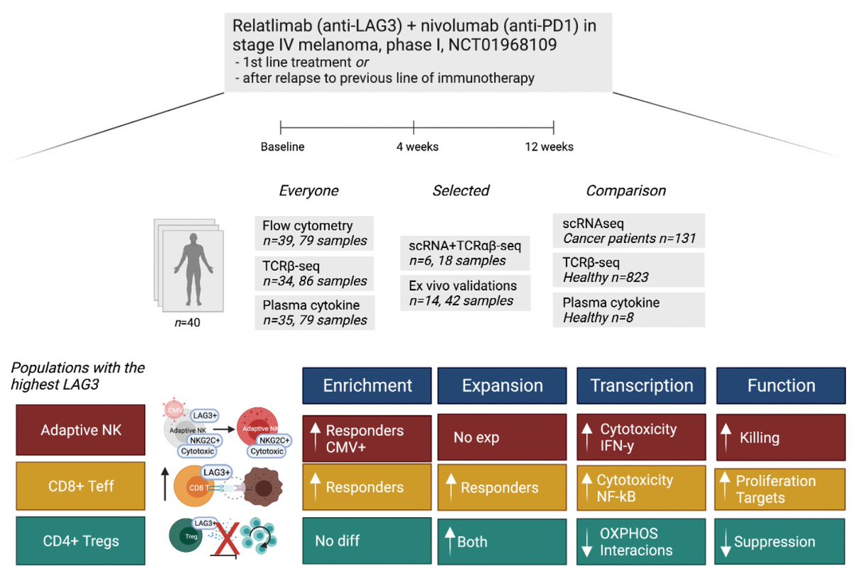 Anti-LAG3+anti-PD1 was approved in 2022 in melanoma. In our latest, we looked how it invigorates immunity in 40 pts, treatment naive and pts refractory to previous immunotherapies. Besides CD8+ T cells, the main effects were seen in NKs and Tregs! 🧵 jci.org/articles/view/…