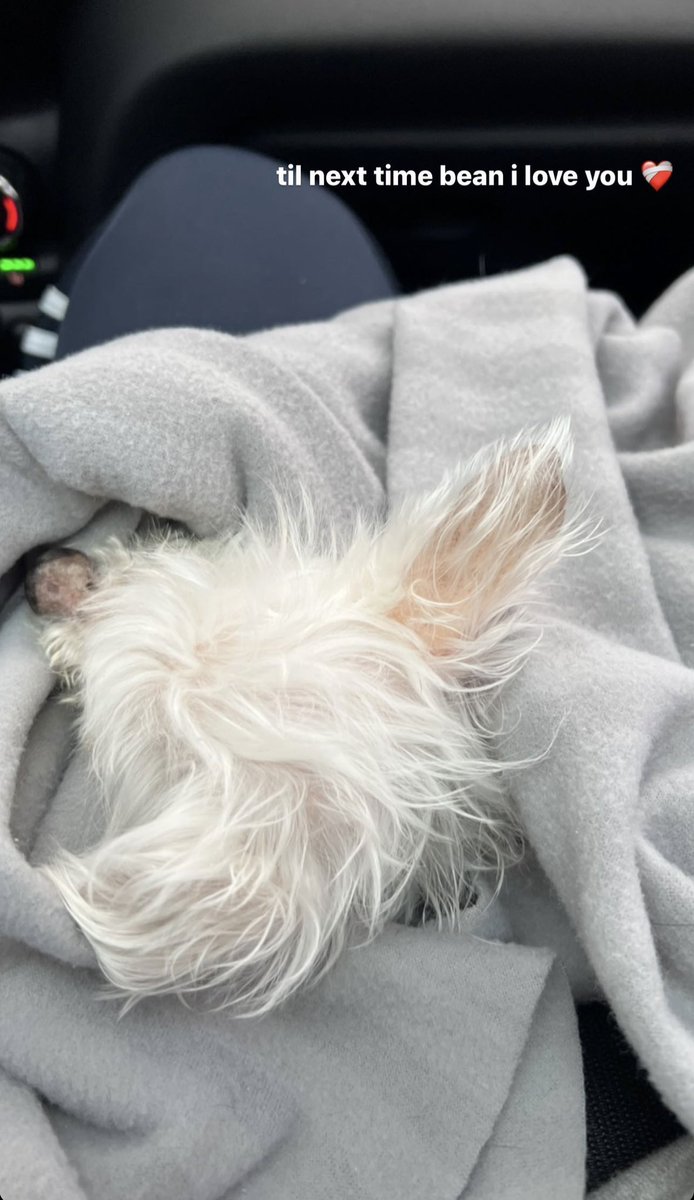 mlvx__'s tweet image. jelly bby i miss you so much 
home isn’t the same without you