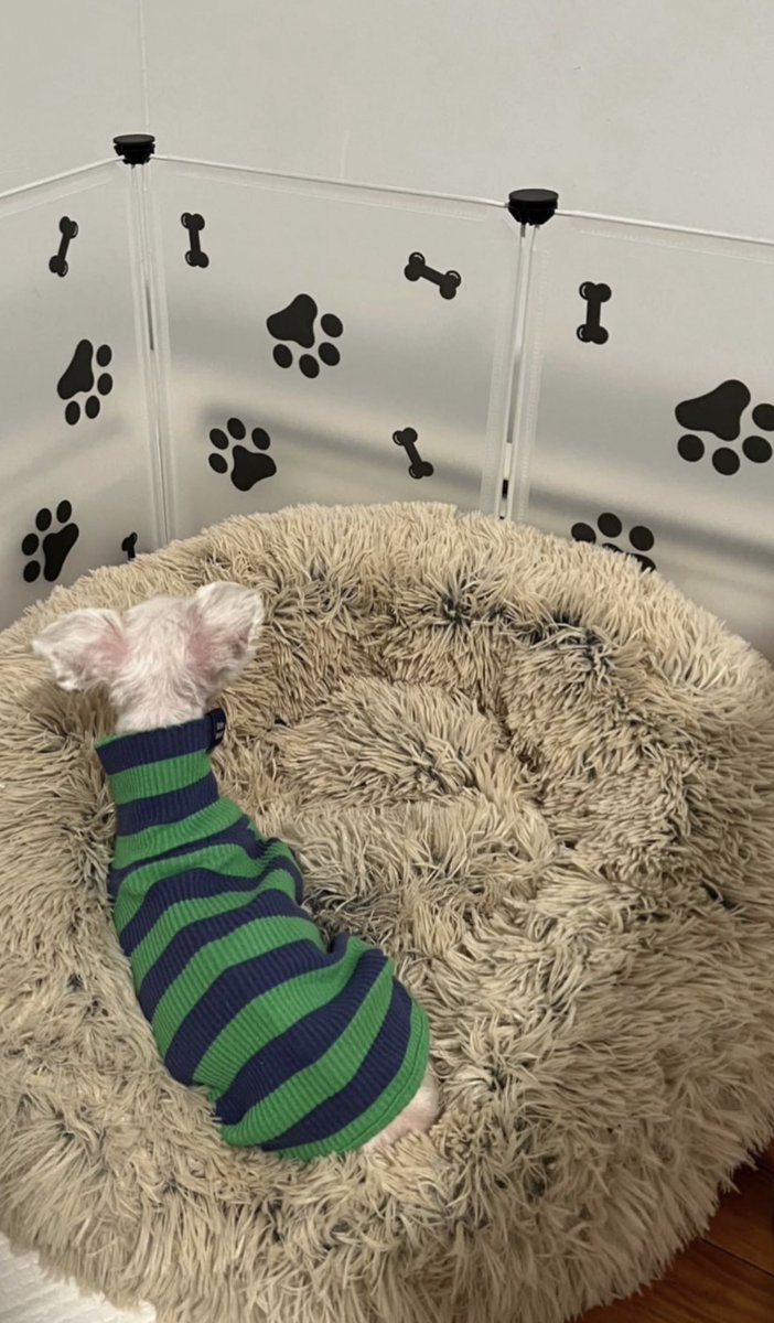 mlvx__'s tweet image. jelly bby i miss you so much 
home isn’t the same without you