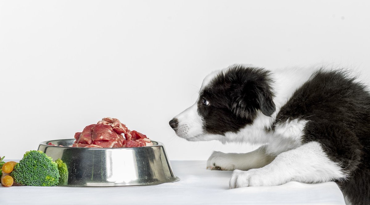 mikesnider on Twitter "Feeding dogs certain table scraps could help