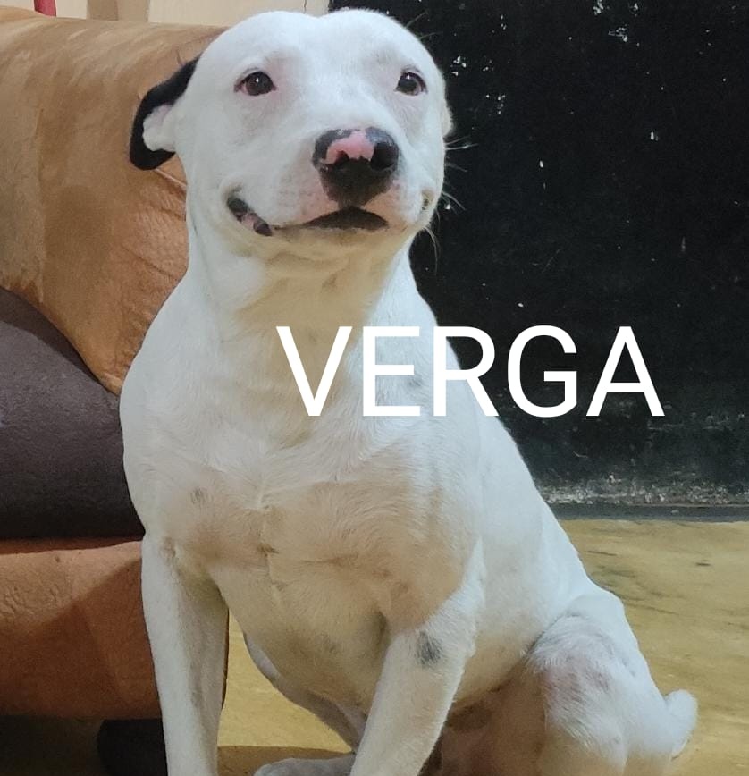 TU NOVIA: AMOR ESTOY EMBARAZADA!!!
TU: