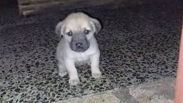 yesilgazete's tweet photo. Maraş barınağındaki hayvanlar için dayanışma çağrısı

6 Şubat depremlerinin merkez üssü Kahramanmaraş’taki hayvan barınağı depremden zarar görmedi. Ancak hayvanlarla ilgilenecek görevliler, barınakta değil.

👇
https://t.co/7aPBUOomeg https://t.co/v35nYQx102